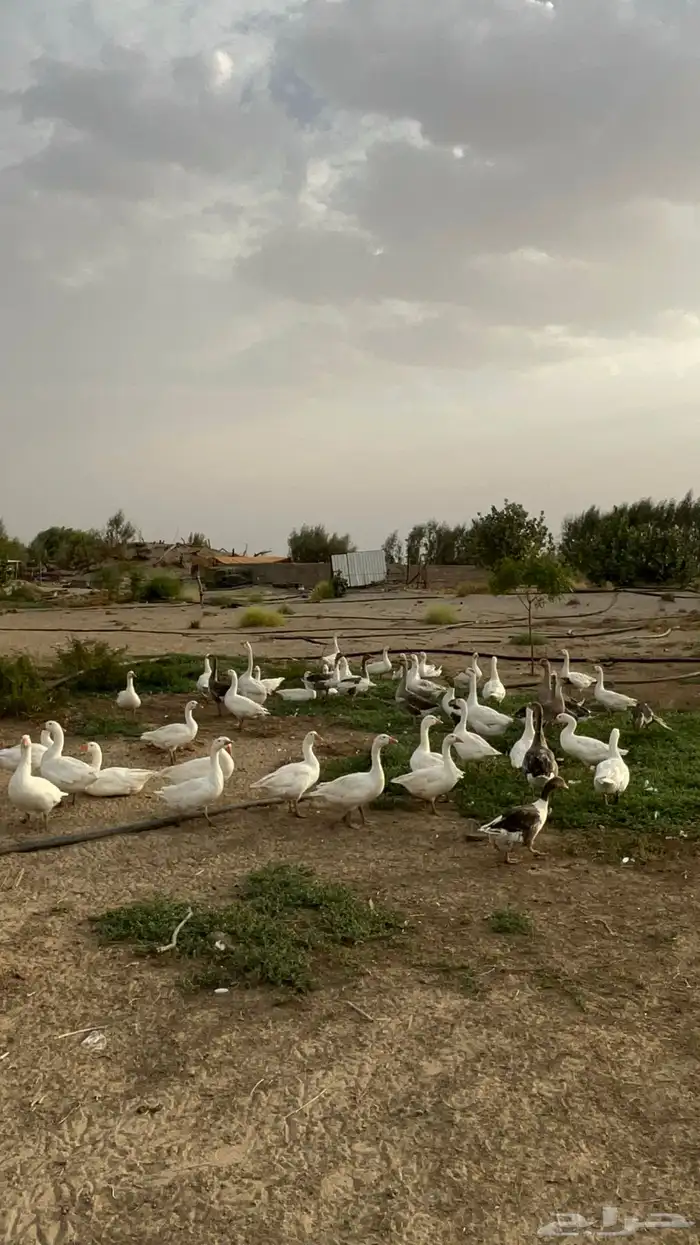 وز للبيع العدد 20 6