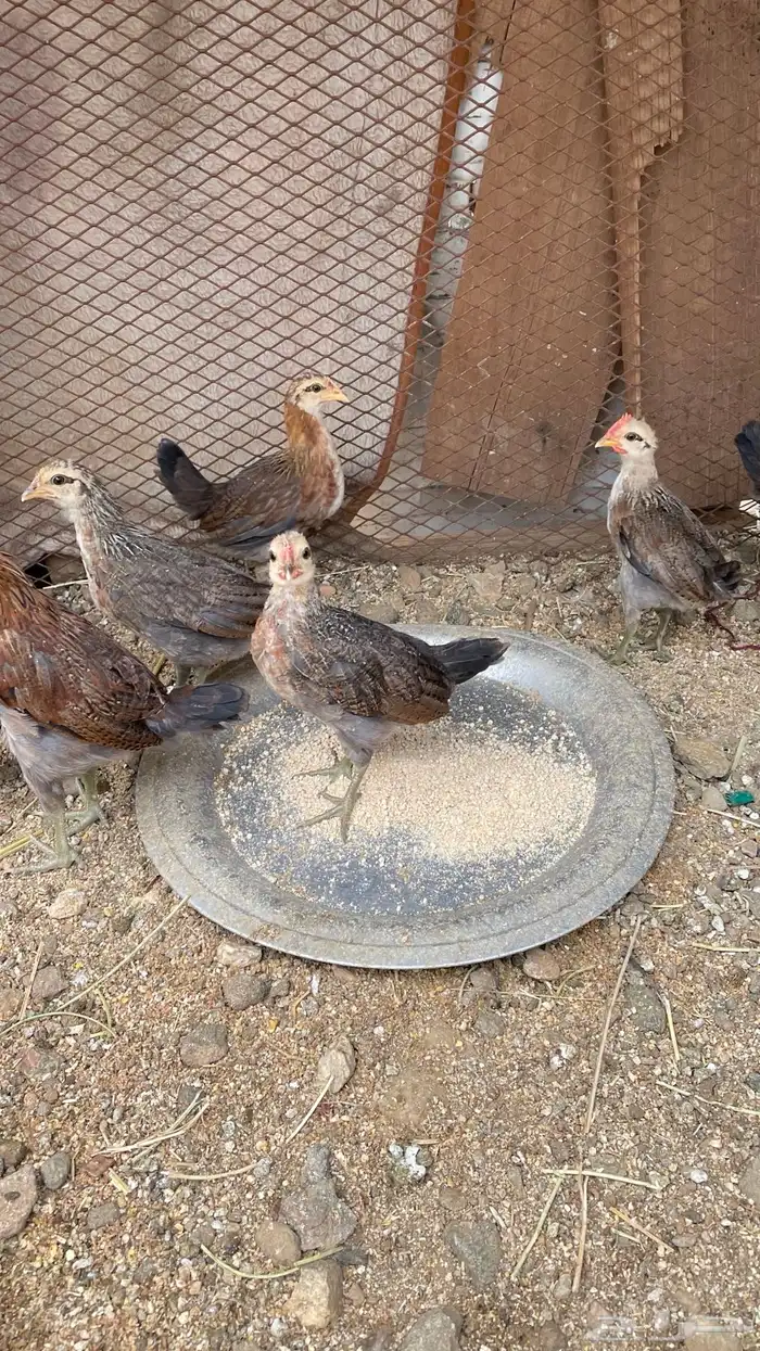 فروخ عربي 8