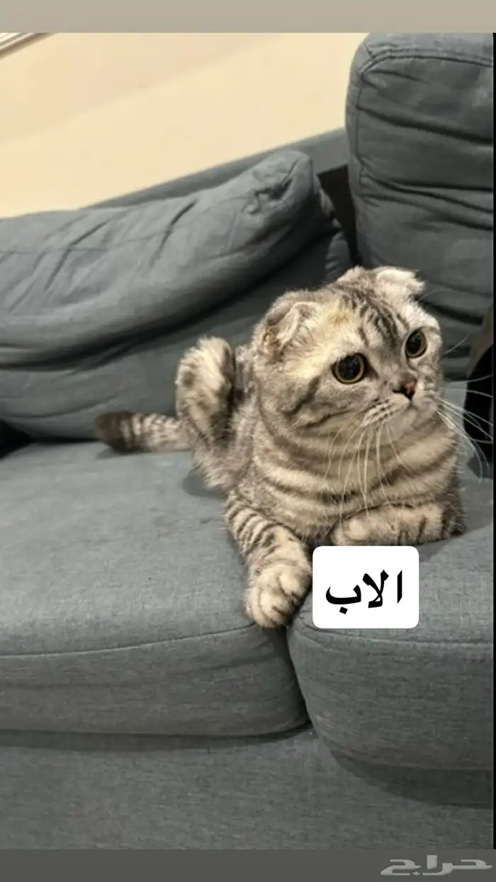 ذكر سكوتش دبل فولد للبيع 1