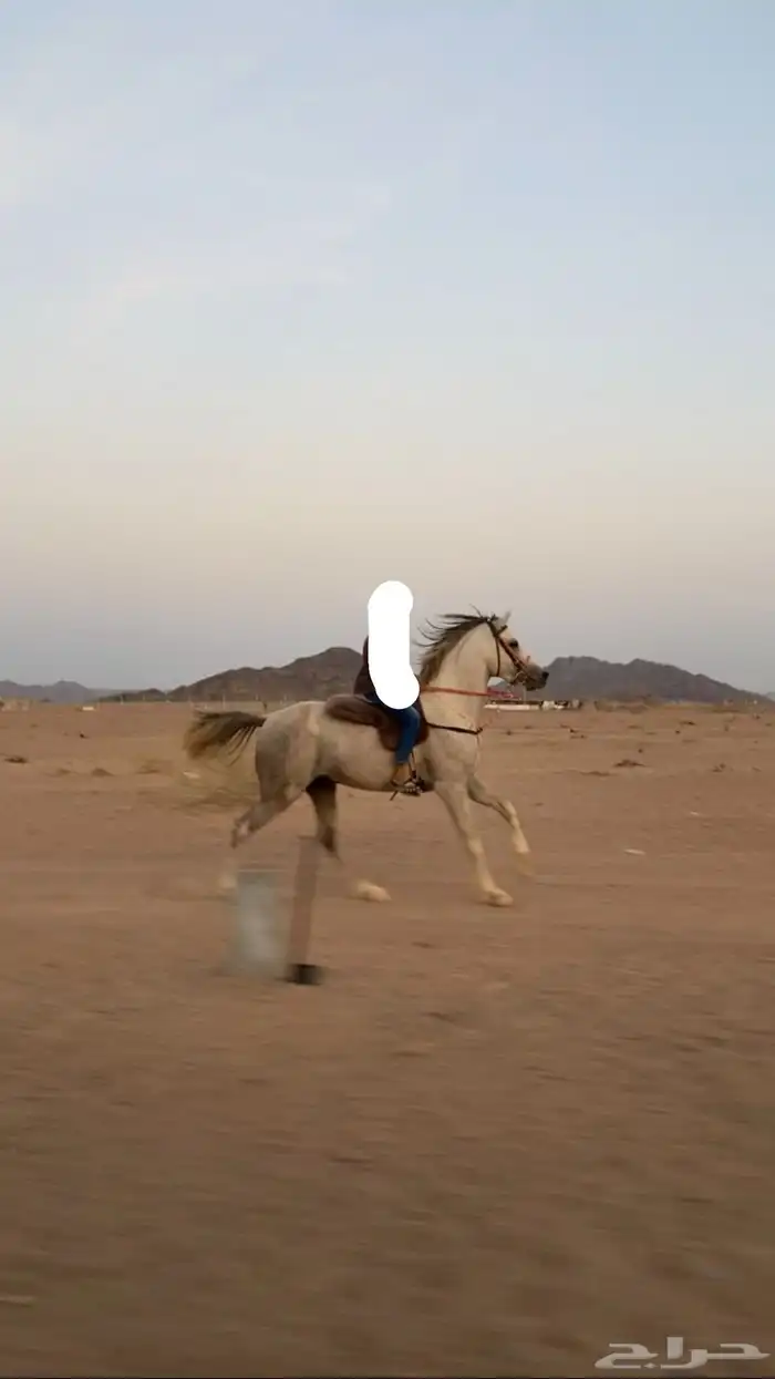 حصان شييخ للبيع 0