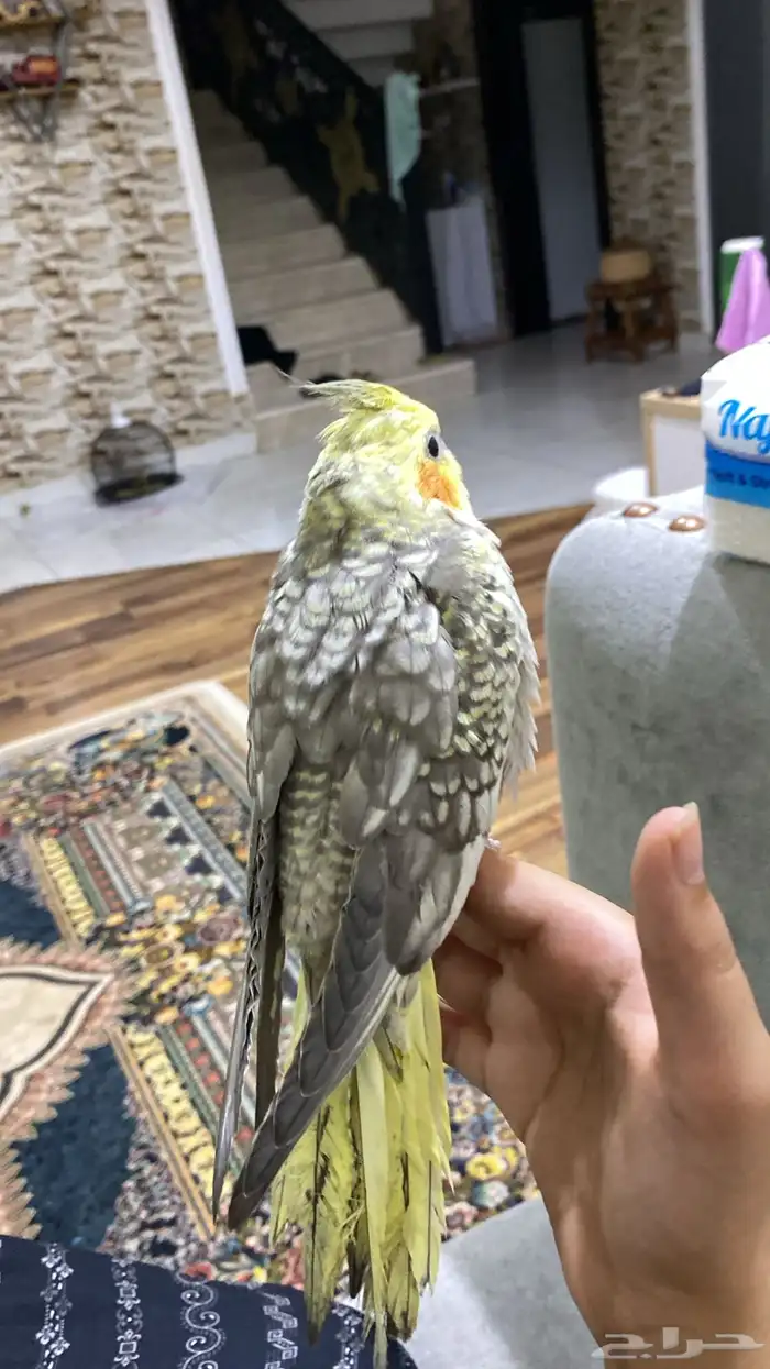 عصفور كروان 1