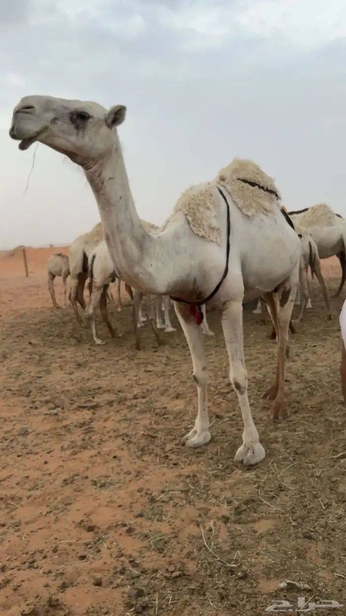 خلفه طيبه ام ثالث توها شاق تحتها بكره عمرها ست شهور 2