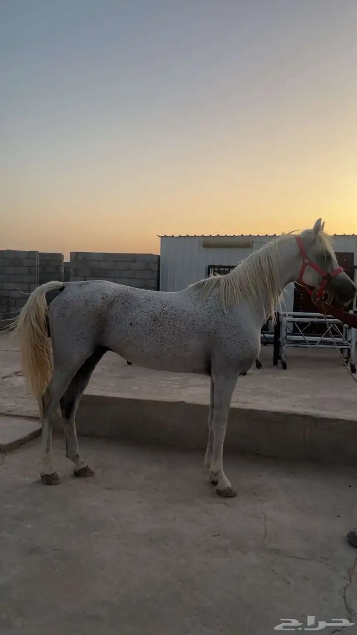 حصان واهو للبيع 1