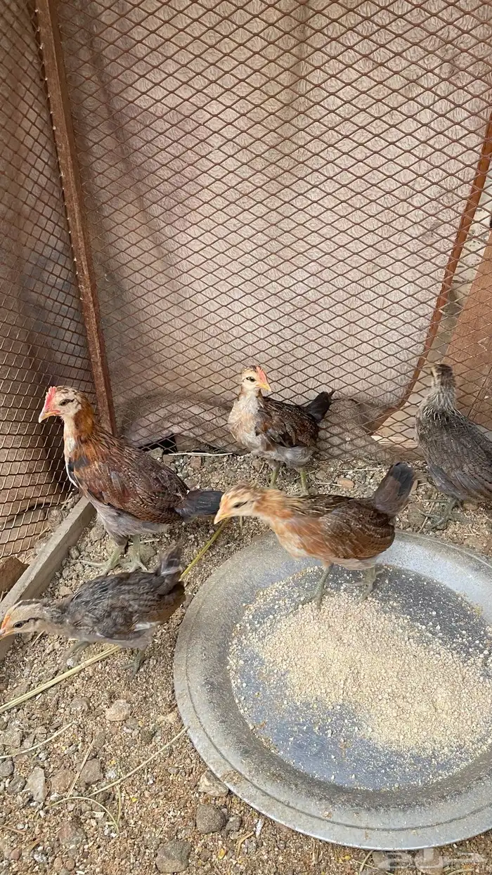 فروخ عربي 4