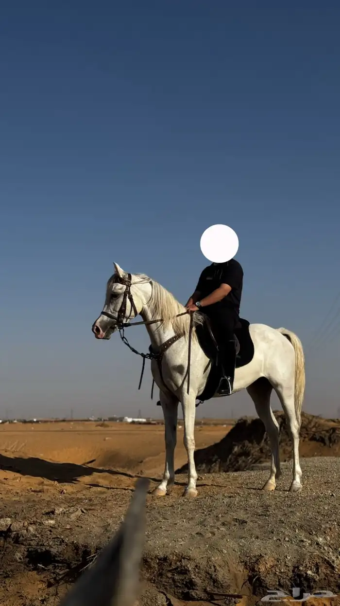 فرس شعبية تنافس الواهو 0