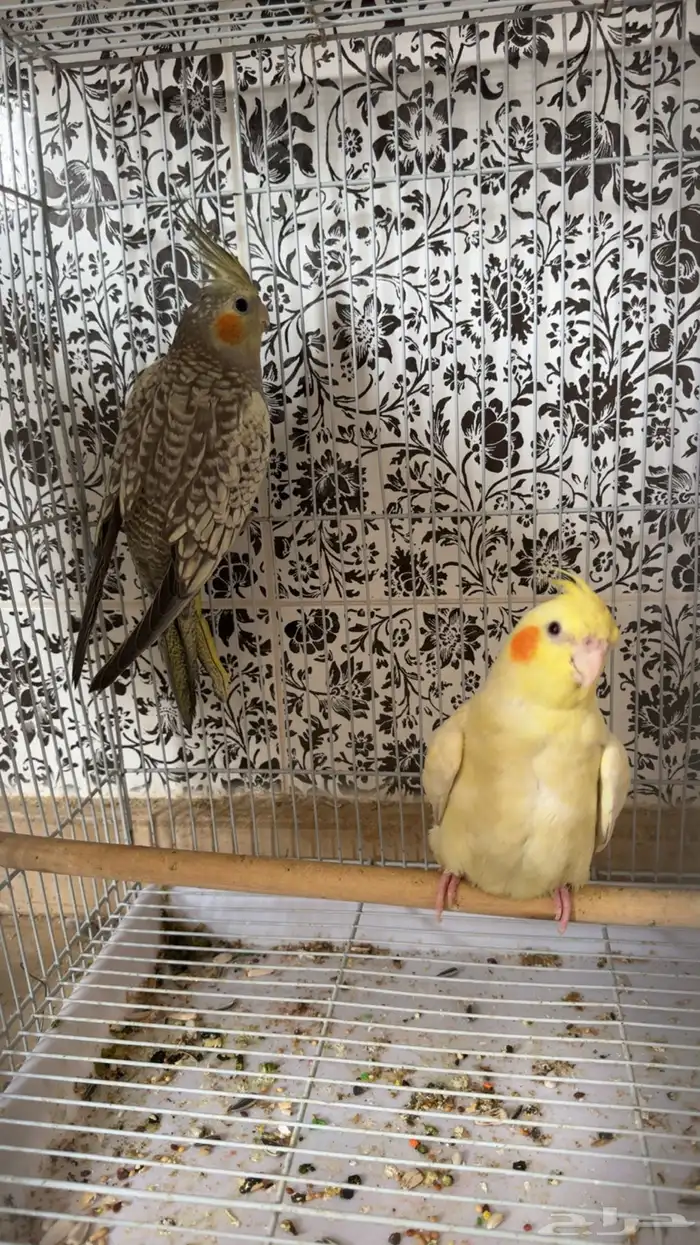 كروان اربع اجواز ذكر و انثى منتج 2