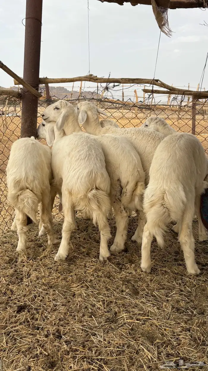 طليان ورخال للبيع 2
