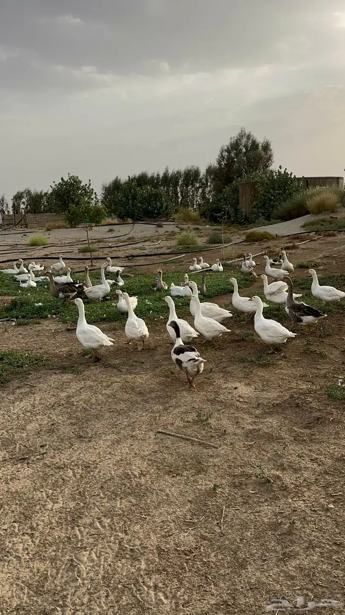 وز للبيع العدد 20 3