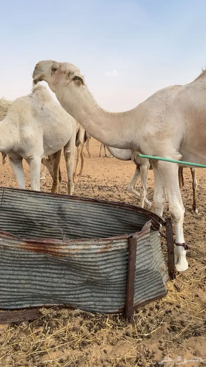 للبيع بعير. عل الحاكم الهرش منتج 3