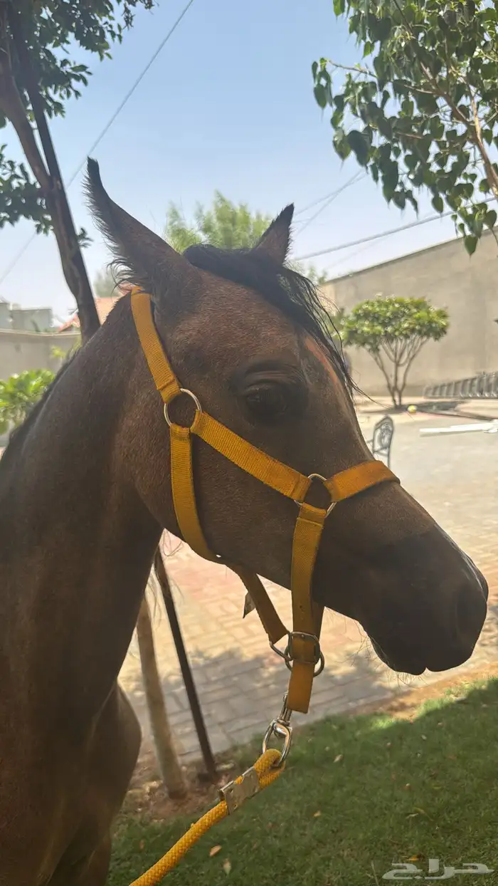 حلاقه جمال للخيل 7