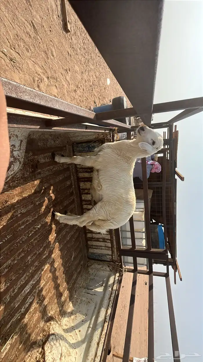 طلي حري مقفل 7