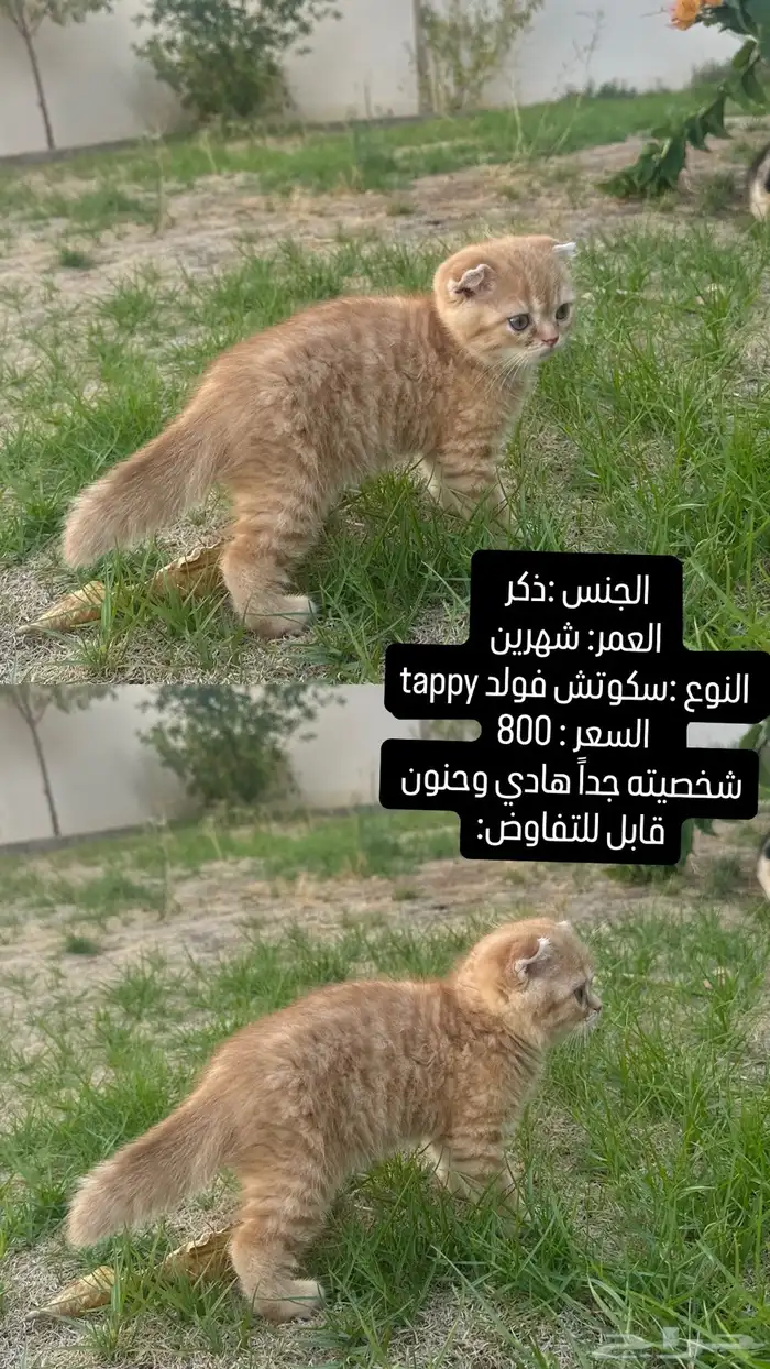 ذكر سكوتش دبل فولد للبيع 0