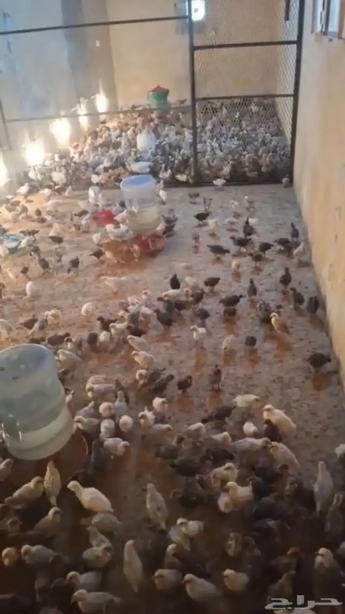 دجاج بلدي وفيومي الامنيوم وفيومي شبابي 4
