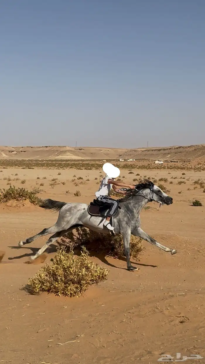 حصان شعبي رفيييع 6