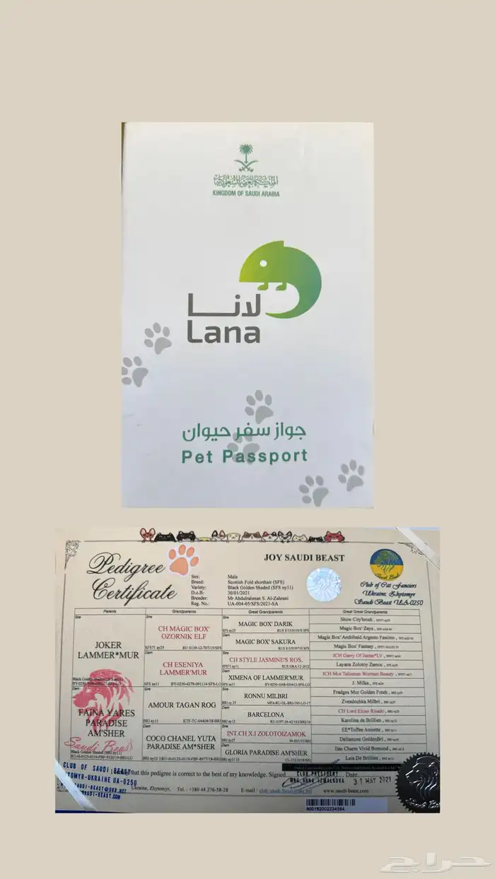 قط منتج سكوتش تربل فولد جامبو مستورد مع كامل اوراقه 4