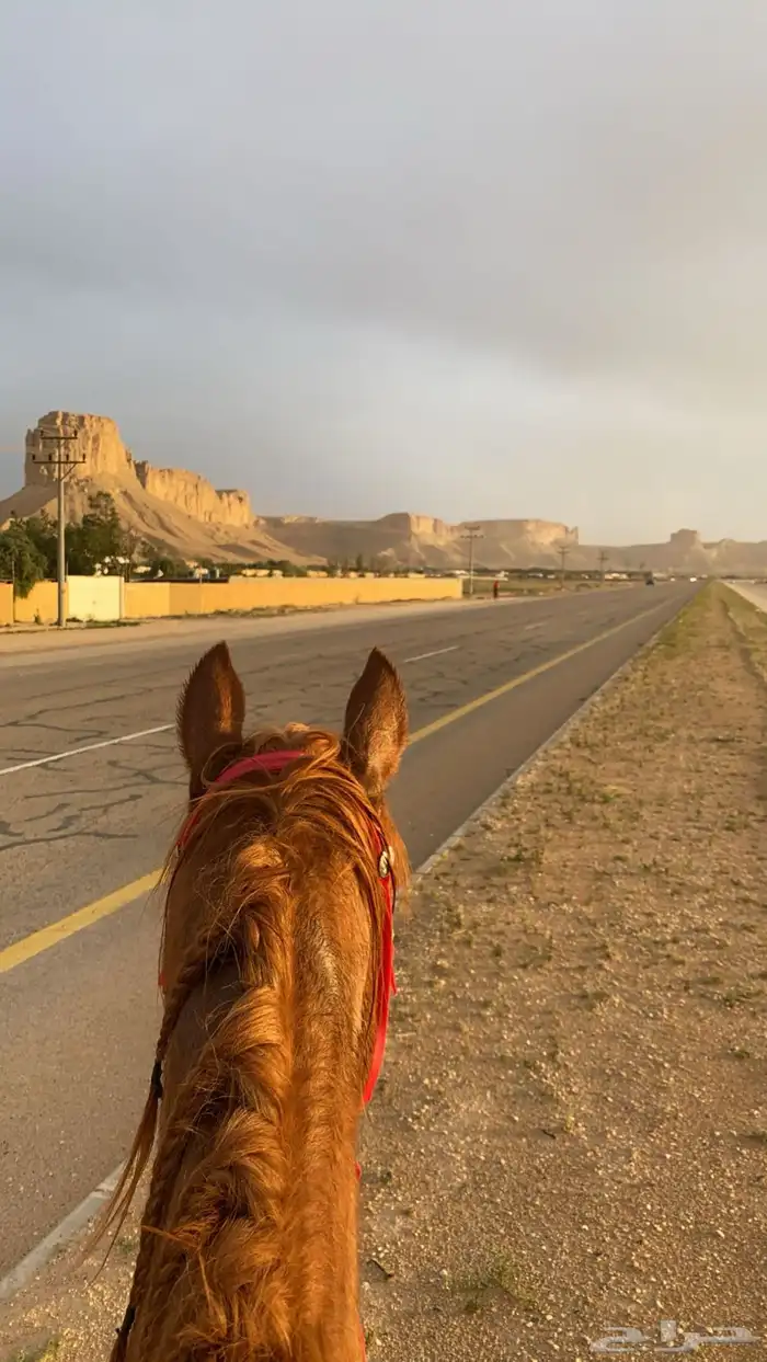 تدريب إيواء خيل 6
