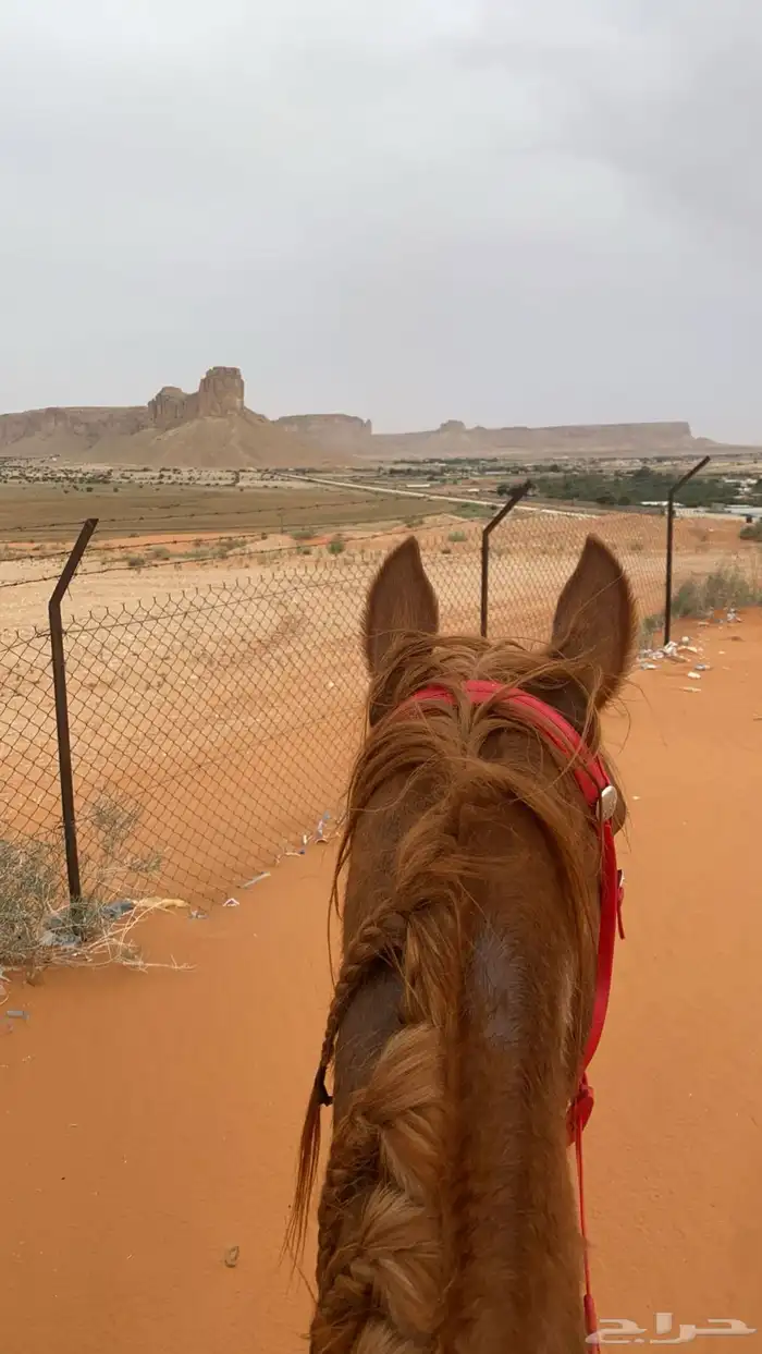 تدريب إيواء خيل 5