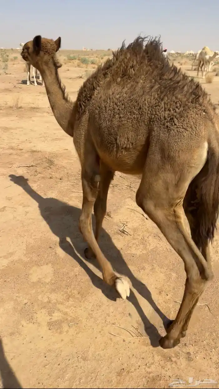 للبيع بكره عمرها 4اشهر 0