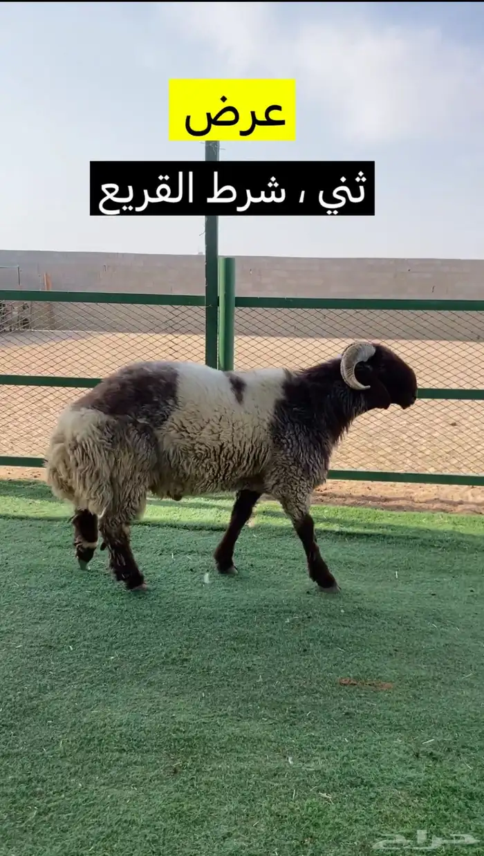 ثني شرط القريع 2