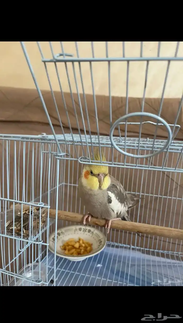 ببغاء كروان لعوب جدا ويحب الناس ويطلع من القفص لحاله 1