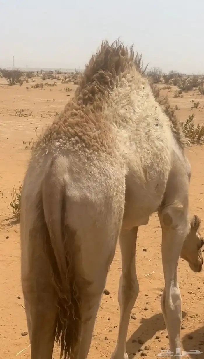 حاشي سمين فل شحم 2