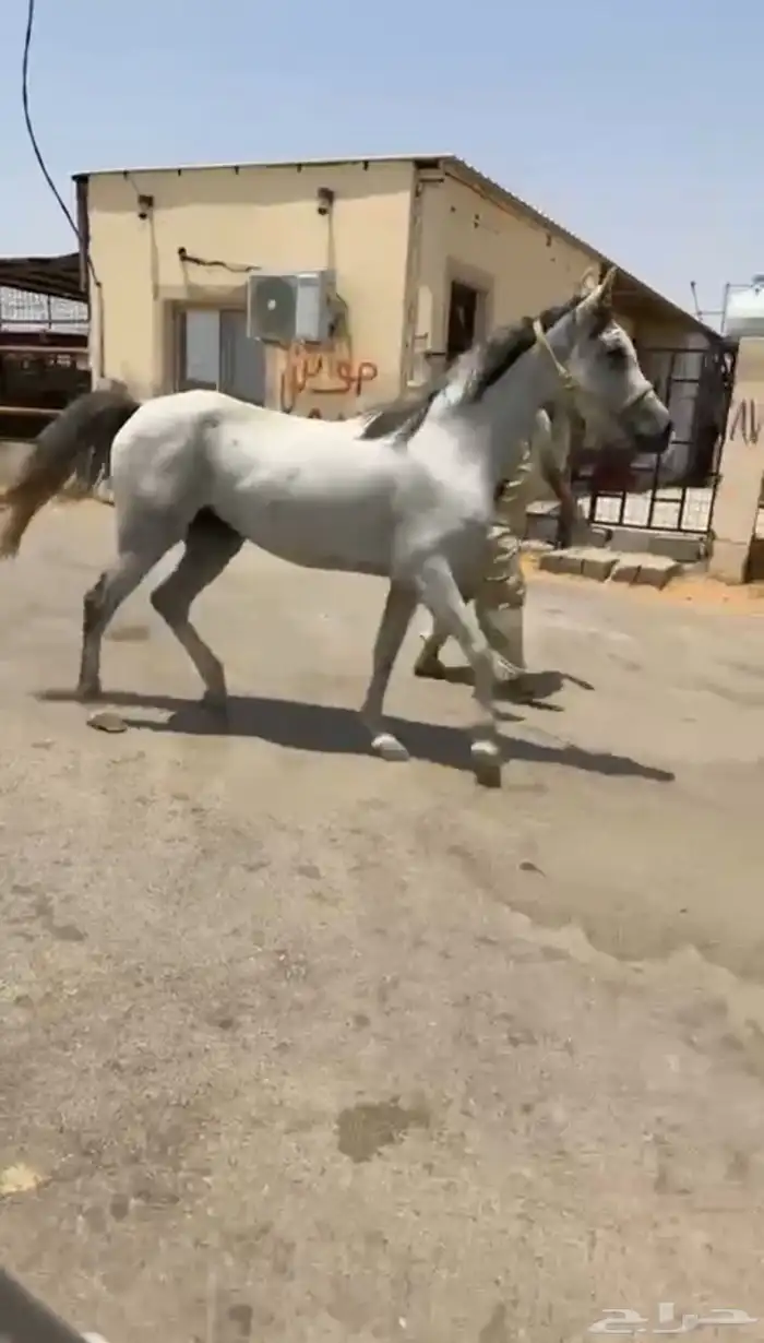 فرس. تم البيع 0