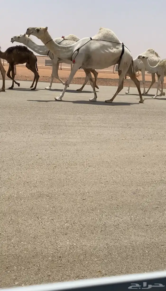 للبيع خفىت حكوميه كفووو 2