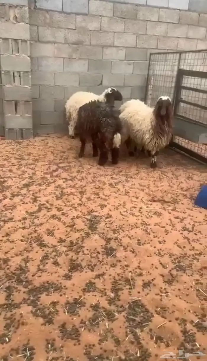 نعيم 1