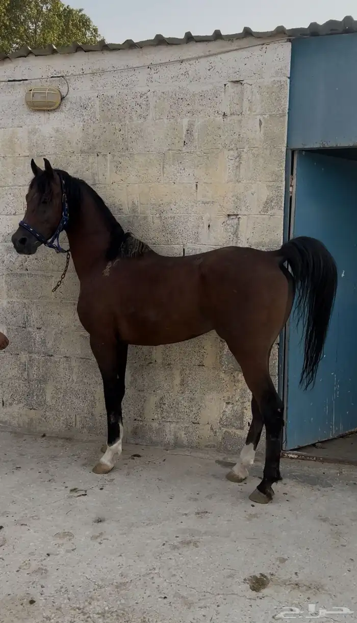 حصان شعبي جباره متناسق 3