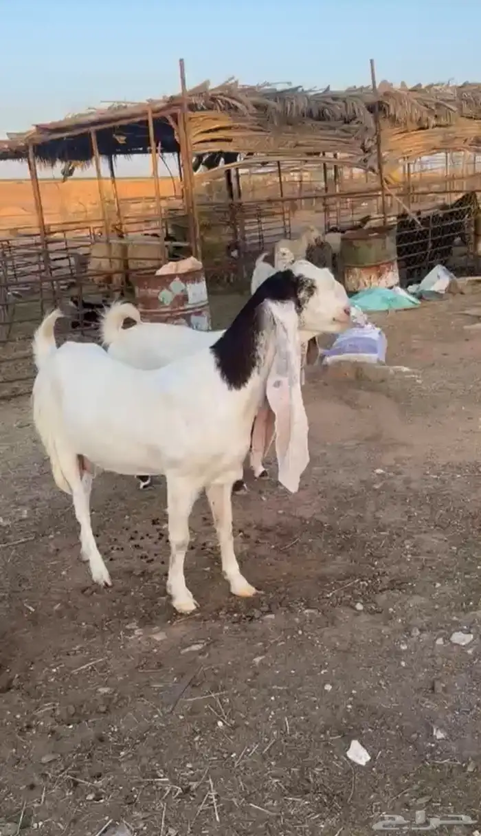 خمس معزاء هولنديات 0