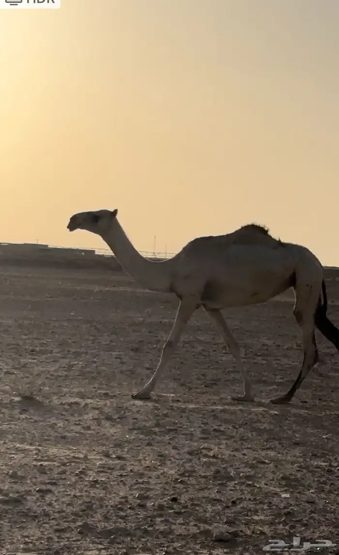 بكره حقه على باتلي الرويس 0