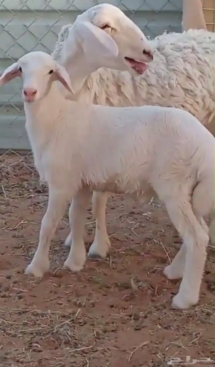 رخل جذعه متبع بخروف . 7