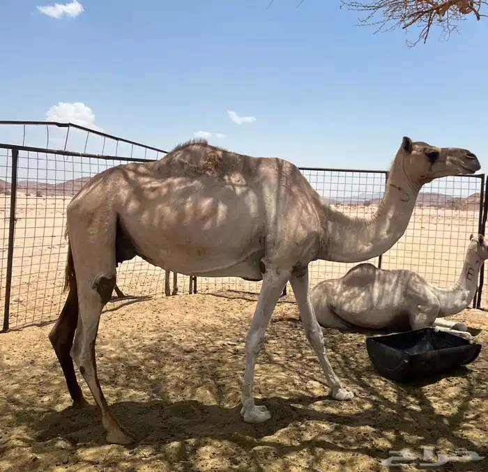 ناقه للبيع 0