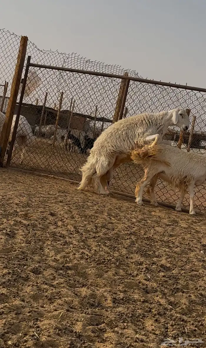 فحل حري صنف 3