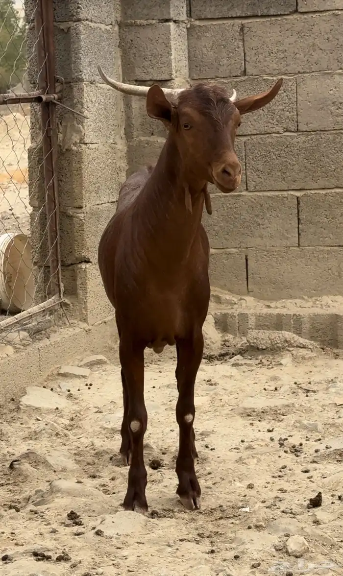 فحل ادهم 2