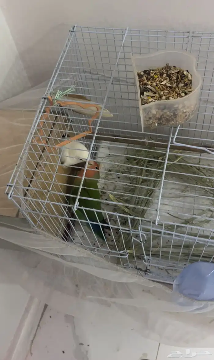 جوز روز البيض اليف جوز ابني العش منتشر 0
