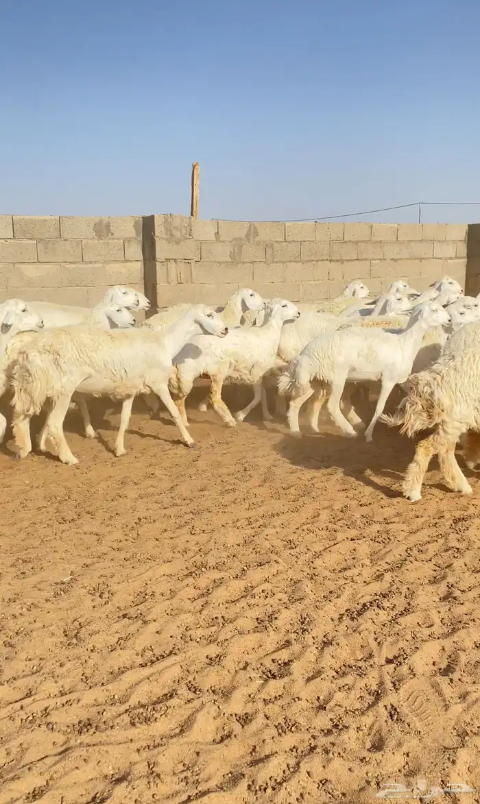 رخال حريات حرش صنف 40 راس ( تم البيع ) 2