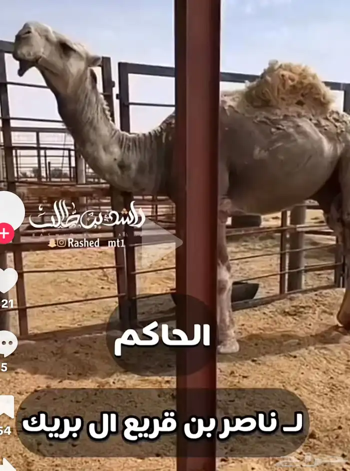 للبيع بعير. عل الحاكم الهرش منتج 5