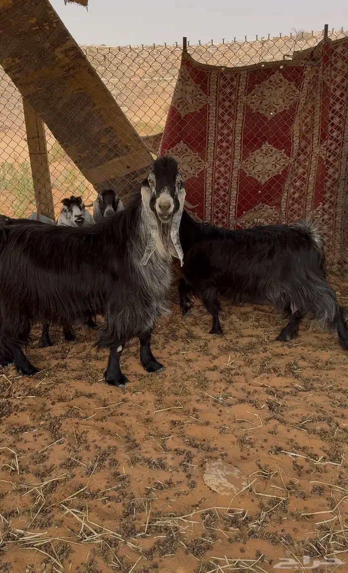 للبيع فحل عارضي منتج 1