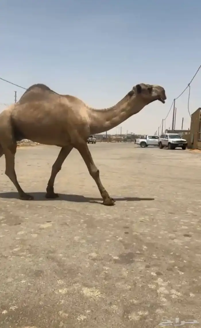 قعود ثني كفو 1