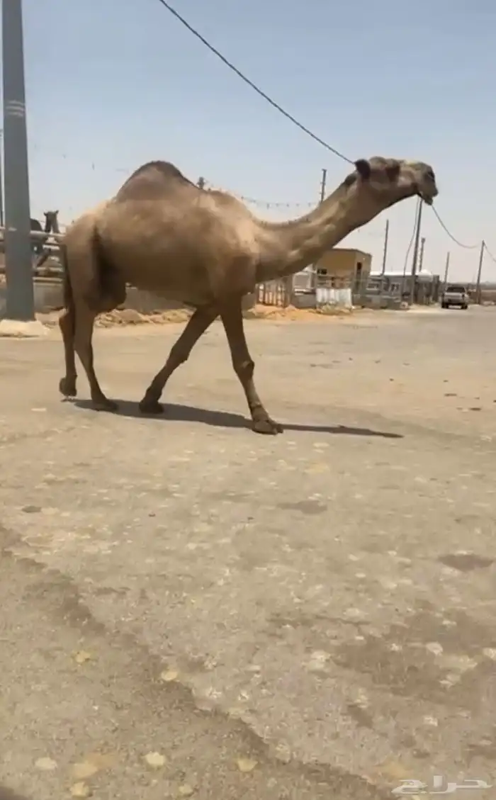 قعود ثني كفو 0
