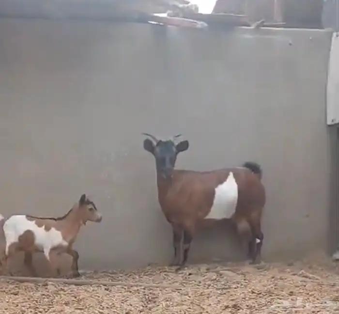 قزميه دافع وتحتها جفره 3