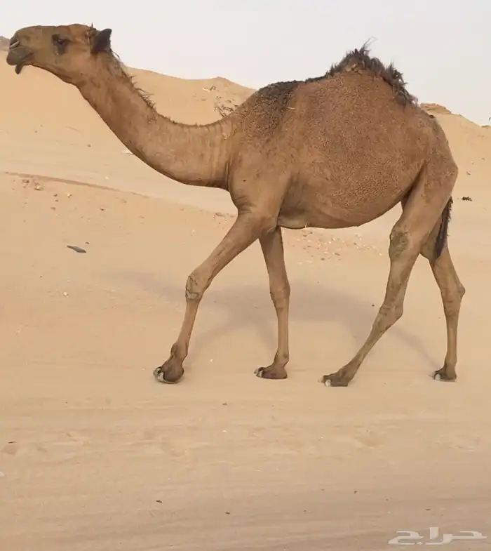 للبيع بكره دبيانيه طيبه 2
