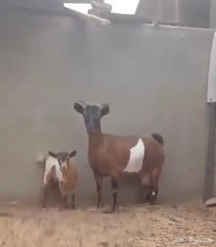 قزميه دافع وتحتها جفره 4