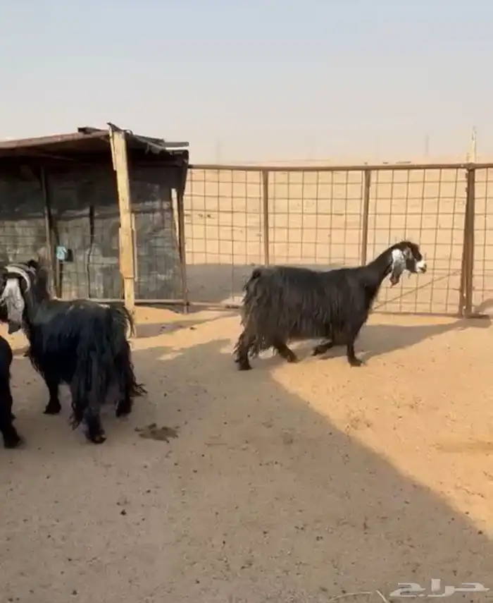 معزاء متابيع 1