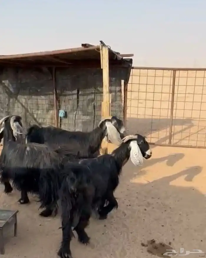 معزاء متابيع 0