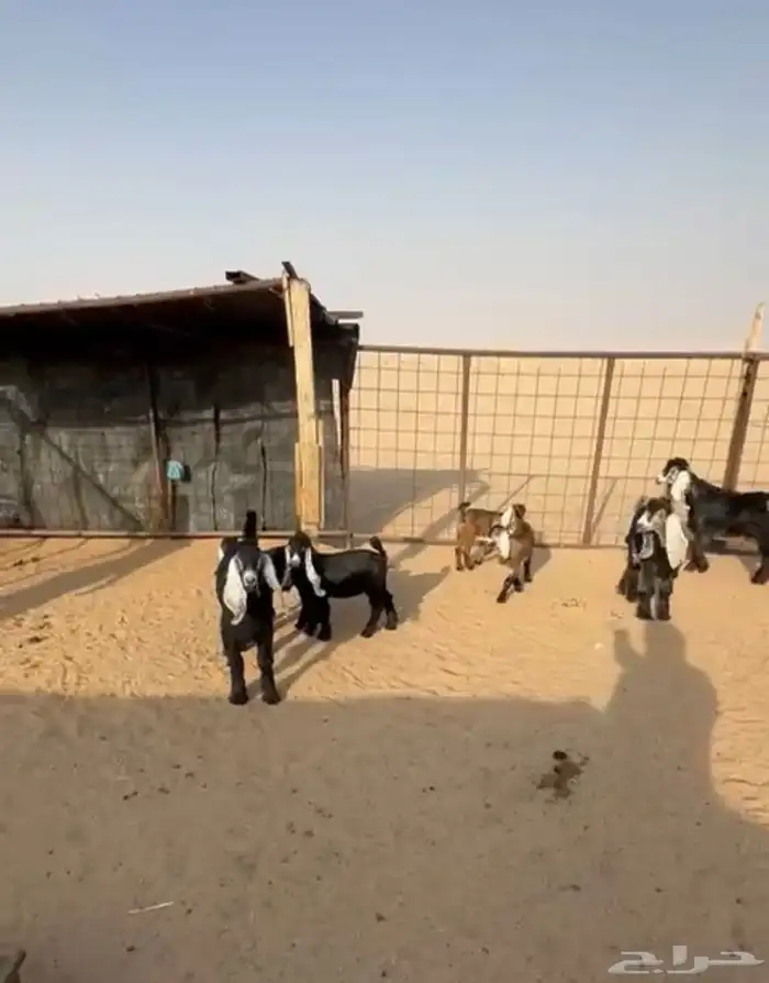 معزاء متابيع 4