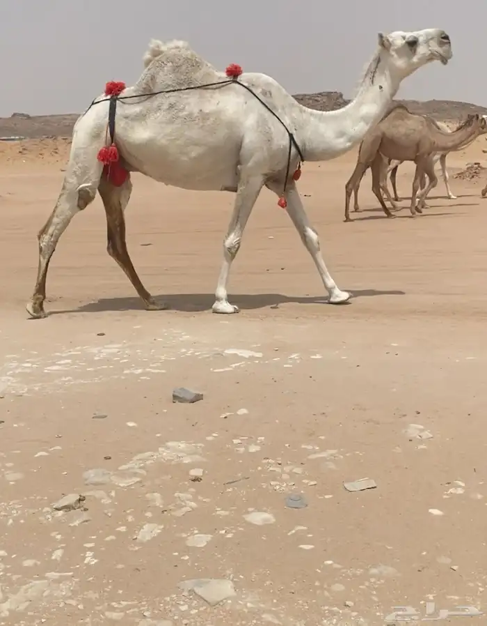 للبيع عشرا معزول ولدها 2