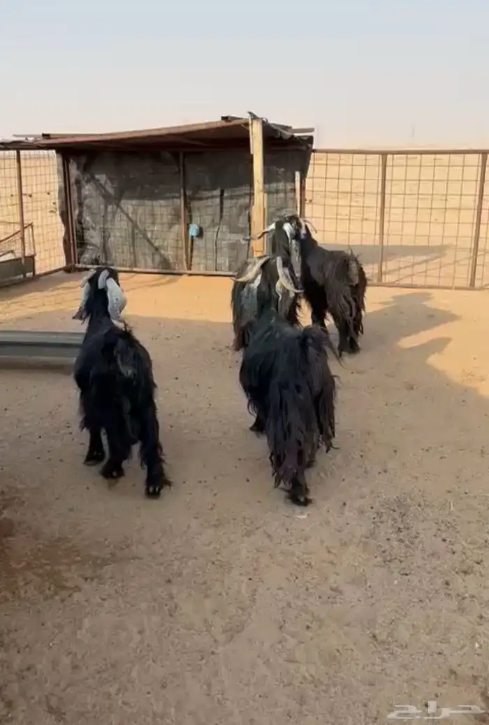 معزاء متابيع 2
