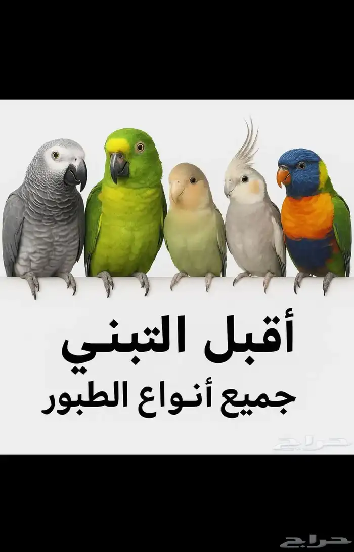 تبني جميع الطيور 0